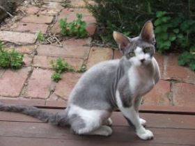 Imagen de Gatos Devon Rex