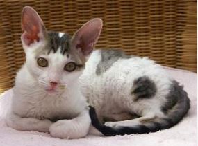 Imagen de Gatos Cornish Rex