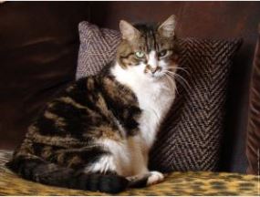 Imagen de Gatos comunes europeos