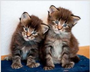 foto de Gatos California Spangled Imagen de Gatos California Spangled