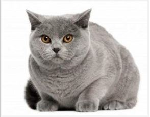 Imagen de Gatos British Shorthair