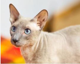 Imagen de Gatos Peterbald