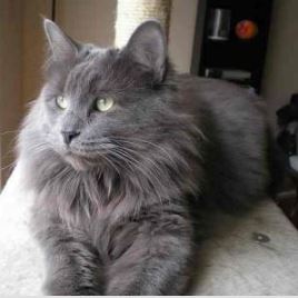 Imagen de Gatos Nebelung