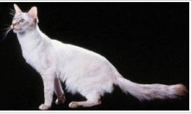 Imagen de Gatos javaneses