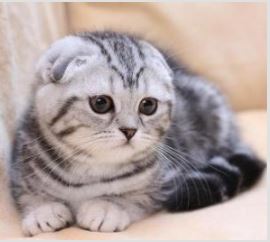 Imagen de Gatos Highland Fold