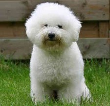 Imagen de Bichon fris