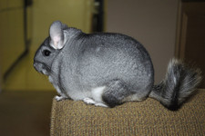 Imagen de Chinchilla naturalle