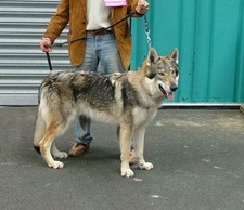 Imagen de Perro Lobo Checoslovaco