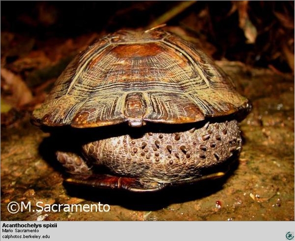 Imagen de Tortuga Asitica de concha blanda