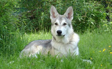 Imagen de Perro lobo de Sarloos