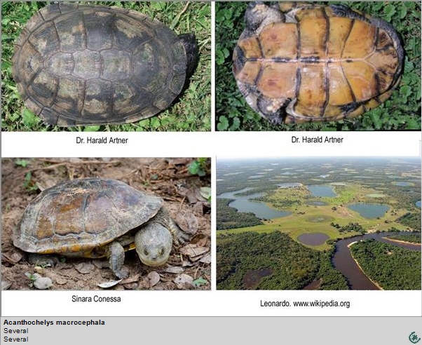 Imagen de Tortuga de cabeza grande de los pantanos