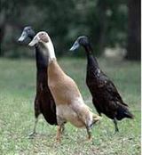 foto de Pato Corredor Indio Imagen de Pato Corredor Indio