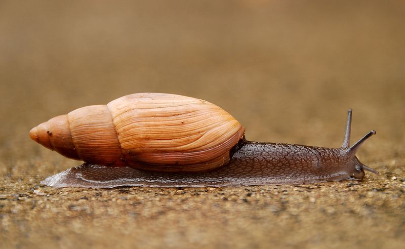 foto de Caracol lobo o canibal Imagen de Caracol lobo o canibal