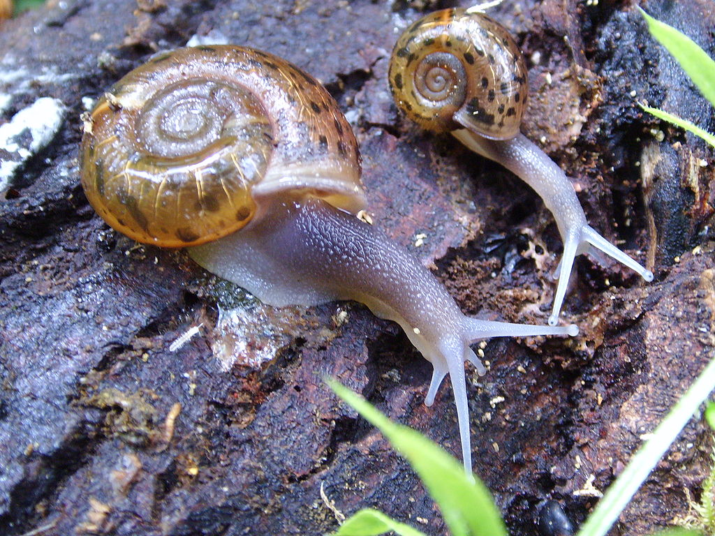 Imagen de Caracol de Quimper o caracol moteado