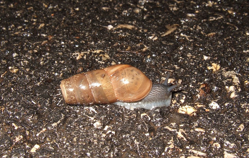 Imagen de Caracol degollado o destructor