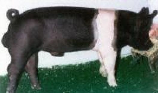 Imagen de cerdo hampshire
