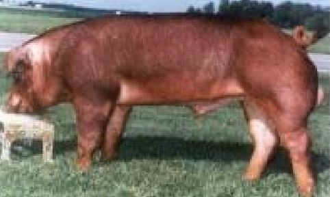 Imagen de duroc cerdo