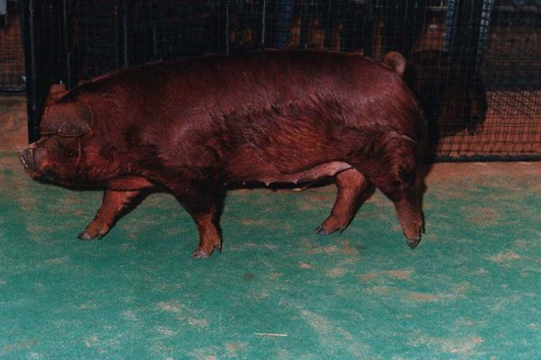 Imagen de Cerdo Duroc Jersey