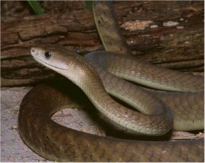 Imagen de Serpiente Mamba Negra