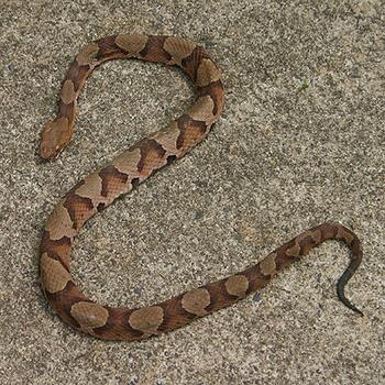 Imagen de La serpiente Copperhead o Serpiente cabeza de cobre