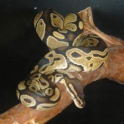 foto de Piton real Imagen de Piton real