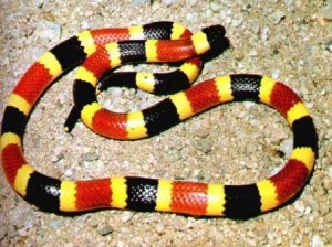 Imagen de Serpiente de coral