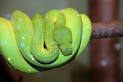 Imagen de Serpiente Pitón verde de árbol