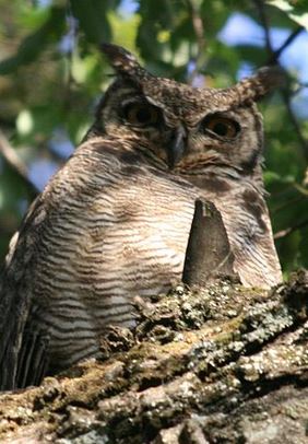 Imagen de Bubo virginianus magellanicus