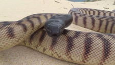 Imagen de PITN DE CABEZA NEGRA