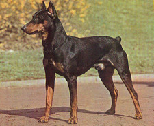 Imagen de Pinscher