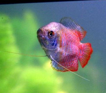 Imagen de Gouramis