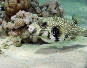 Imagen de Peces globo