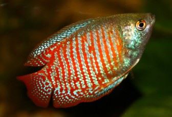 Imagen de Gourami besucn