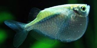 Imagen de Peces Hacha