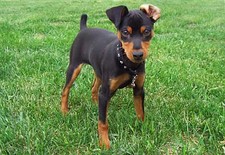 Imagen de Pinscher Miniatura