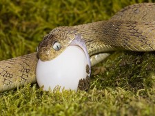 Imagen de SERPIENTE COMEDORA DE HUEVOS