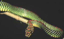 Imagen de SERPIENTE DEL PARASO