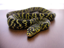 foto de SERPIENTE RATONERA TRANS-PECOS Imagen de SERPIENTE RATONERA TRANS-PECOS