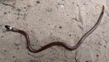 Imagen de SERPIENTE DE COLLAR