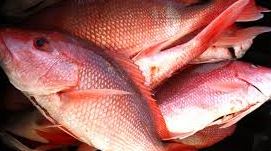 Imagen de Pargo Rojo