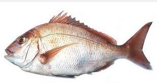 Imagen de Dorada Japonesa