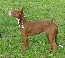 Imagen de Podenco Canario