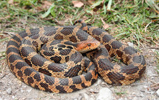 Imagen de SERPIENTE REY DE LA PRADERA