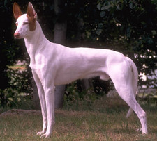 Imagen de Podenco Ibicenco