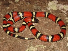 Imagen de Serpiente falsa coral