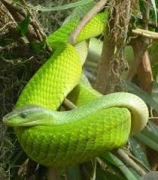 Imagen de Culebra suave verde