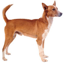 Imagen de Podenco Portugus