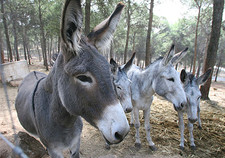 Imagen de Burro cordobs andaluz