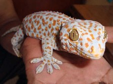 Imagen de Gecko Tokay