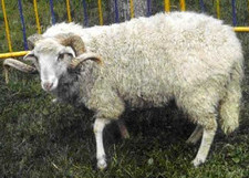 foto de Oveja gallega Imagen de Oveja gallega